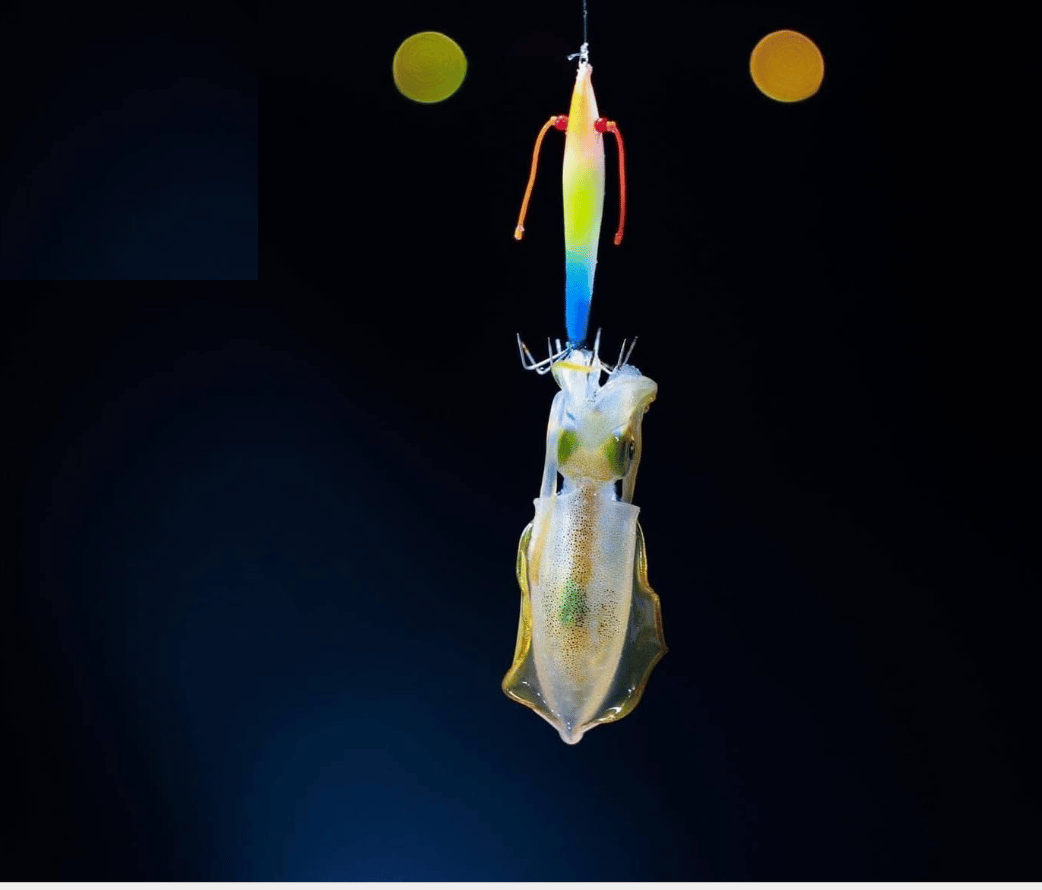 premium-phu-quoc-squid-fishing-tour 4